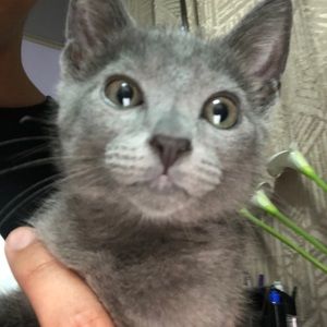 Meet your Posher, Alexander